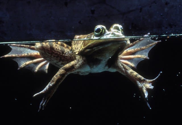 Small Frog