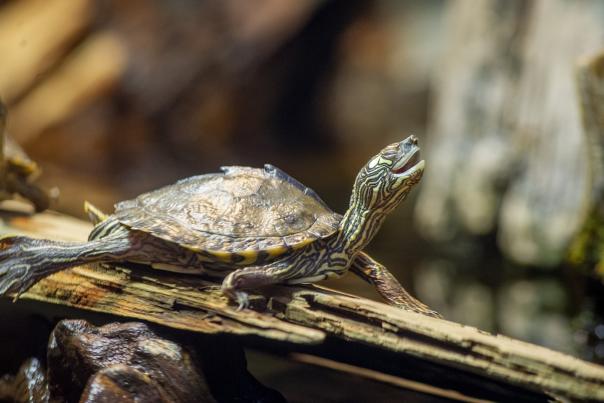 turtle